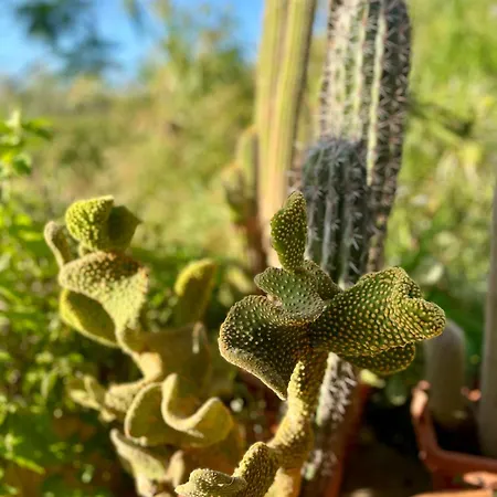 La Beata Giovanna Mesagne